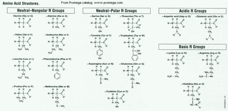 Amino Acid Stereochemistry