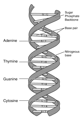 Model of DNA