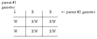 HW #1 - gamete matrix