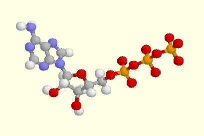 Model of ATP