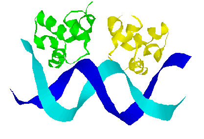 DNA