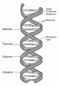 DNA double helix -- decorative