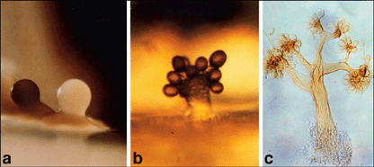 Myxobacteria fruiting bodies.