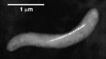 Bacterial magnetosomes