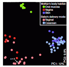 Figure 1A: patterns of bacterial communities from mothers and babies