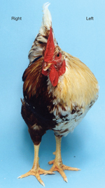 Chicken: female on right, male on left.