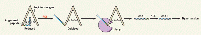 Flow chart: angiotensinogen to hypertension.