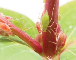 Red and green aphids