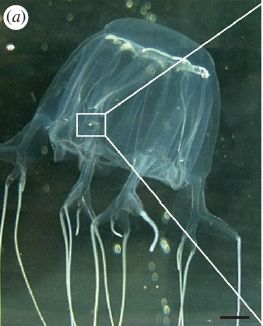 box jellyfish. Fig 1A, 125%