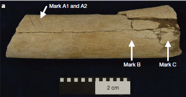 Figure 2A: the bone and the marks.