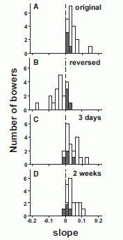 Bower birds will rearrange bower objects to proper size distribution. Figure 3.