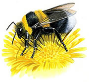 a bumblebee