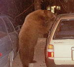 Bear exploring car.