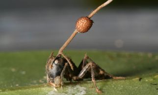 Ant attached to leaf, at vein; fungus growing out of ant head.