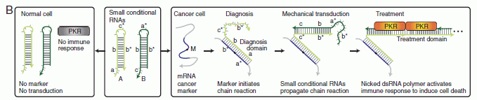 Scheme for making RNAs that will act conditionally against a cancer cell.