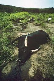 Cow killed by Lake Nyos explosion, reduced