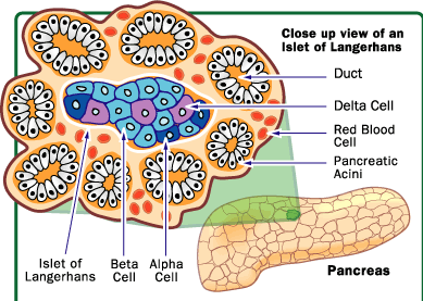 Pancreas diagram, showing alpha and beta cells.
