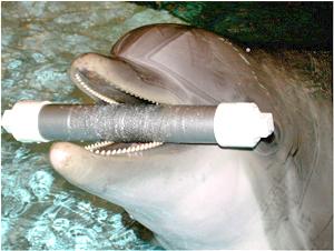 Dolphin, carrying device to measure head motions.