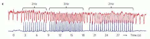 Figure 2c. Heart beat vs laser pulse frequency
