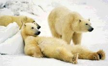 Lazy Polar Bears