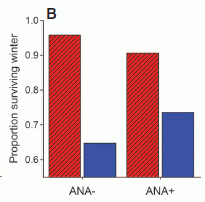 Figure 2B: survival of females, mild vs harsh years, high and low antibodies.
