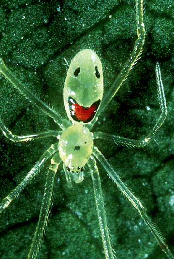 the happy-face spider.