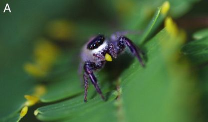 Figure 1A: spider eating plant