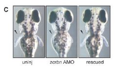 Figure 4C. Effect of inhibiting CRBN in zebrafish