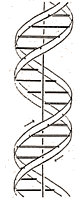 Diagram of DNA double helix, from the original Watson & Crick paper.