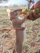 Gambian pouched rat