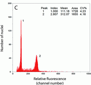 Fig 1C. Measurement of genome size, relative to a standard.