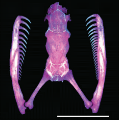 Figure 1b. Teeth of snake, specialized to eat right-handed snails.