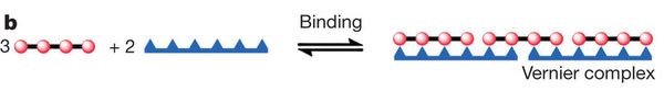 Figure 1b: Diagram, for using T6 template -- to template three copies of P4.