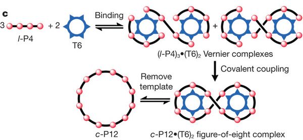 Figure 1c: Diagram, for using circular T6 template -- to template three copies of P4.