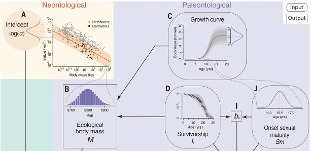 Slowed MPI progression and increased DNA repair players in 15.5